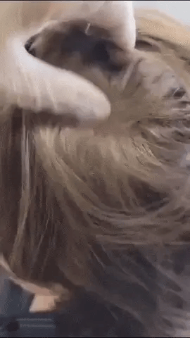 SHAMPOO DE COBERTURA RAPIDA || PROMO 2 X 1